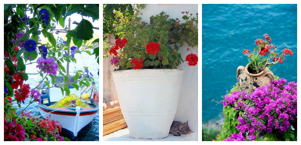 Τα 5 πιο τυπικά φυτά-λουλούδια του ...Ελληνικού καλοκαιριού - Φωτογραφία 9