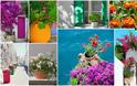 Τα 5 πιο τυπικά φυτά-λουλούδια του ...Ελληνικού καλοκαιριού