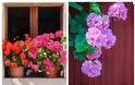 Τα 5 πιο τυπικά φυτά-λουλούδια του ...Ελληνικού καλοκαιριού - Φωτογραφία 11