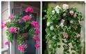 Τα 5 πιο τυπικά φυτά-λουλούδια του ...Ελληνικού καλοκαιριού - Φωτογραφία 13