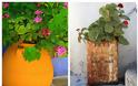 Τα 5 πιο τυπικά φυτά-λουλούδια του ...Ελληνικού καλοκαιριού - Φωτογραφία 14