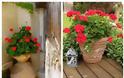Τα 5 πιο τυπικά φυτά-λουλούδια του ...Ελληνικού καλοκαιριού - Φωτογραφία 15