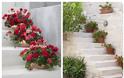Τα 5 πιο τυπικά φυτά-λουλούδια του ...Ελληνικού καλοκαιριού - Φωτογραφία 16