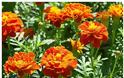 Τα 5 πιο τυπικά φυτά-λουλούδια του ...Ελληνικού καλοκαιριού - Φωτογραφία 23