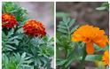 Τα 5 πιο τυπικά φυτά-λουλούδια του ...Ελληνικού καλοκαιριού - Φωτογραφία 25