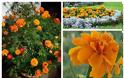 Τα 5 πιο τυπικά φυτά-λουλούδια του ...Ελληνικού καλοκαιριού - Φωτογραφία 26