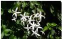 Τα 5 πιο τυπικά φυτά-λουλούδια του ...Ελληνικού καλοκαιριού - Φωτογραφία 27