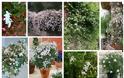 Τα 5 πιο τυπικά φυτά-λουλούδια του ...Ελληνικού καλοκαιριού - Φωτογραφία 28