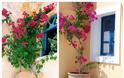 Τα 5 πιο τυπικά φυτά-λουλούδια του ...Ελληνικού καλοκαιριού - Φωτογραφία 4