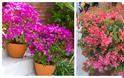 Τα 5 πιο τυπικά φυτά-λουλούδια του ...Ελληνικού καλοκαιριού - Φωτογραφία 7
