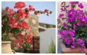 Τα 5 πιο τυπικά φυτά-λουλούδια του ...Ελληνικού καλοκαιριού - Φωτογραφία 8