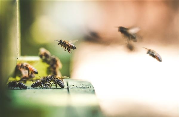 Ολλανδία: Επιστήμονες εκπαιδεύουν μέλισσες να ανιχνεύουν τον κοροναϊό - Φωτογραφία 1
