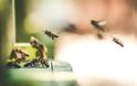 Ολλανδία: Επιστήμονες εκπαιδεύουν μέλισσες να ανιχνεύουν τον κοροναϊό
