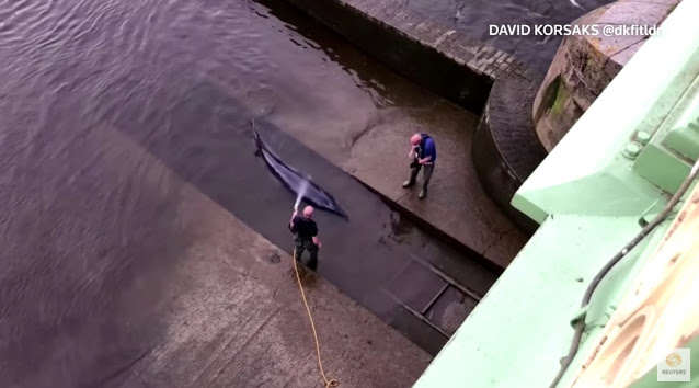 Φάλαινα παγιδεύτηκε στον Τάμεση - Διασώστες πάλεψαν και την έσωσαν (Video) - Φωτογραφία 1