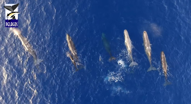 Ιόνιο: Μαγικές εικόνες με φάλαινες και δελφίνια (Video) - Φωτογραφία 1