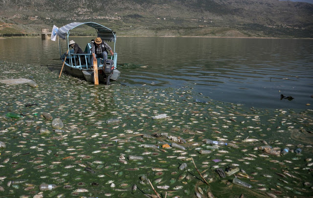 Μυστήριο σε λίμνη του Λιβάνου: Τόνοι από νεκρά ψάρια ξεβράζονται στις όχθες της - Φωτογραφία 1