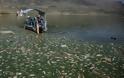 Μυστήριο σε λίμνη του Λιβάνου: Τόνοι από νεκρά ψάρια ξεβράζονται στις όχθες της