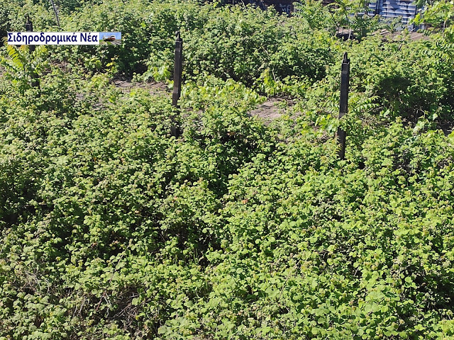 Στο Παλιό σταθμό Θεσσαλονίκης: Μουσειακά βαγόνια καλύφθηκαν από δένδρα και θάμνους. Εικόνες. - Φωτογραφία 1