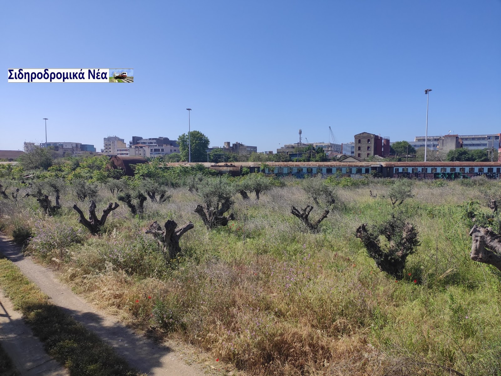 Τι προτίθεται να πράξει η ΓΑΙΑΟΣΕ προκειμένου να μη ξεραθούν τα ελαιόδεντρα στον παλιό σταθμο Θεσσαλονίκης; - Φωτογραφία 1