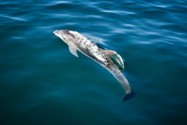 Β. Ελλάδα: Νεκρά βρέθηκαν δύο δελφίνια και μία θαλάσσια χελώνα, σε μία ημέρα - Φωτογραφία 1