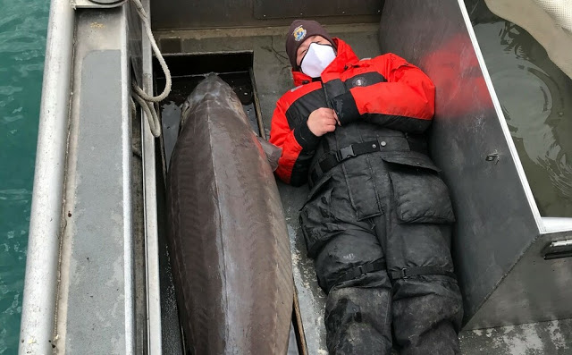 Ντιτρόιτ: Βρήκαν ψάρι «γίγας» στο ποτάμι, εκτιμάται ότι είναι 100 ετών - Φωτογραφία 1