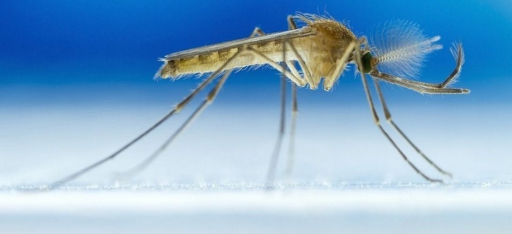 Tips για να μην σε τσιμπήσει άλλο κουνούπι το φετινό καλοκαίρι - Φωτογραφία 1