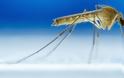 Tips για να μην σε τσιμπήσει άλλο κουνούπι το φετινό καλοκαίρι