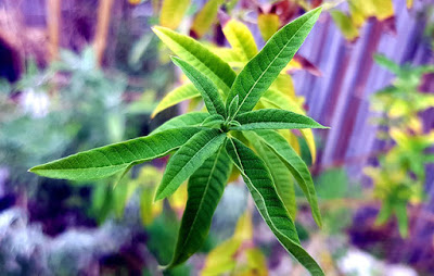Λουίζα, ένα υποτιμημένο βότανο, με ισχυρότατες φαρμακευτικές ιδιότητες - Φωτογραφία 1