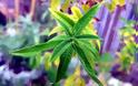 Λουίζα, ένα υποτιμημένο βότανο, με ισχυρότατες φαρμακευτικές ιδιότητες