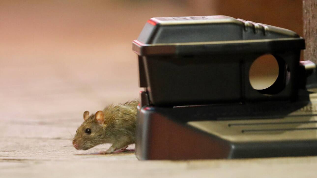 Αυστραλία: Πανούκλα από εκατομμύρια ποντίκια που έχουν κατακλύσει μεγάλες πόλεις - Φωτογραφία 1