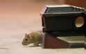 Αυστραλία: Πανούκλα από εκατομμύρια ποντίκια που έχουν κατακλύσει μεγάλες πόλεις