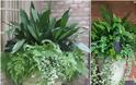 15 Συνδυασμοί Φυτών για Καλοκαιρινές γλάστρες-ζαρντινιέρες - Φωτογραφία 12