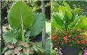 15 Συνδυασμοί Φυτών για Καλοκαιρινές γλάστρες-ζαρντινιέρες - Φωτογραφία 13