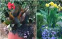 15 Συνδυασμοί Φυτών για Καλοκαιρινές γλάστρες-ζαρντινιέρες - Φωτογραφία 14