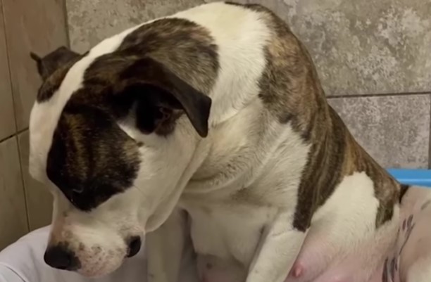 Η συγκινητική ιστορία ενός pitbull που γίνετε ήρεμο μετά από κακοποίηση (Video) - Φωτογραφία 1