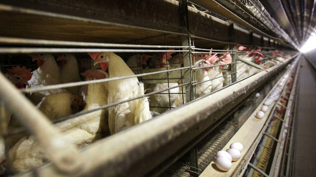 Γρίπη των πτηνών - Κίνα: Πρώτο κρούσμα μόλυνσης ανθρώπου από σπάνιο στέλεχος - Φωτογραφία 1