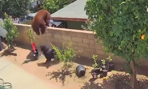 Θαρραλέα γυναίκα ορμάει εναντίων μιας αρκούδας για να σώσει τα σκυλιά της (Video) - Φωτογραφία 1
