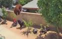 Θαρραλέα γυναίκα ορμάει εναντίων μιας αρκούδας για να σώσει τα σκυλιά της (Video)