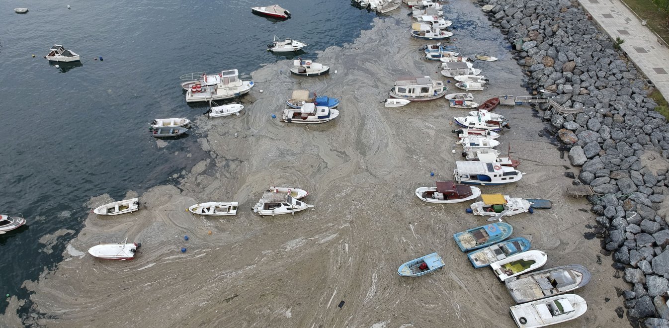 «Θαλάσσια βλέννα» στη θάλασσα του Μαρμαρά: Έλληνες επιστήμονες λύνουν το γρίφο - Φωτογραφία 1
