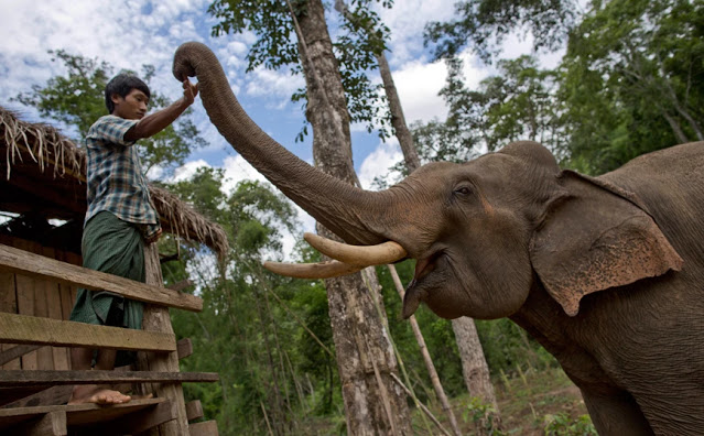 Χωρικοί στη Μιανμάρ απελευθέρωσαν με ζητωκραυγές παγιδευμένους ελέφαντες από λάκκο - Φωτογραφία 1