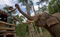 Χωρικοί στη Μιανμάρ απελευθέρωσαν με ζητωκραυγές παγιδευμένους ελέφαντες από λάκκο