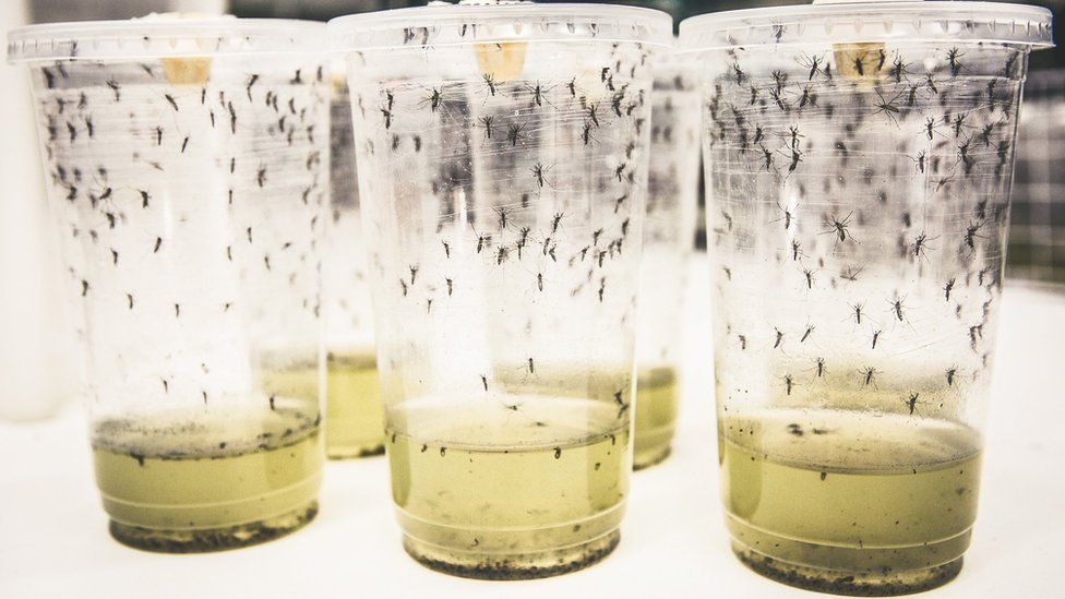 Επιστήμονες χάκαραν με «θαυματουργό» βακτήριο κουνούπια για να αντιμετωπίσουν τον δάγκειο πυρετό - Φωτογραφία 1