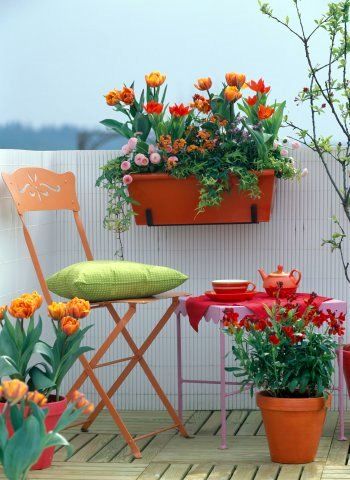 Καλοκαιρινές διαμορφώσεις για  Κήπο - Μπαλκόνι - Φωτογραφία 51