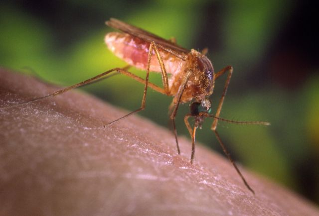 Κουνούπια: Επτά λόγοι που τσιμπούν συγκεκριμένα άτομα - Φωτογραφία 1