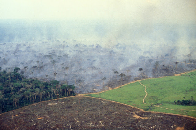 Έρευνα: Το δάσος του Αμαζονίου εκπέμπει πλέον περισσότερο διοξείδιο του άνθρακα απ'ό,τι απορροφά - Φωτογραφία 1