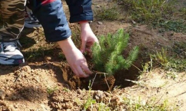 Το φύτεμα νέων δέντρων θα αυξήσει τις καλοκαιρινές βροχές στη νότια Ευρώπη - Φωτογραφία 1