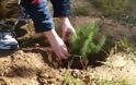 Το φύτεμα νέων δέντρων θα αυξήσει τις καλοκαιρινές βροχές στη νότια Ευρώπη