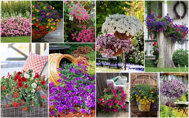 Καλοκαιρινές προτάσεις για τον Κήπο ή το Μπαλκόνι σας με Πετούνιες - Φωτογραφία 1