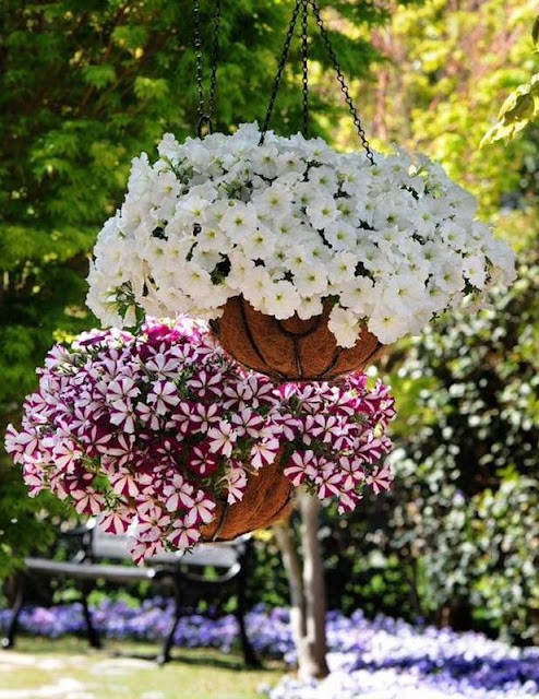 Καλοκαιρινές προτάσεις για τον Κήπο ή το Μπαλκόνι σας με Πετούνιες - Φωτογραφία 2