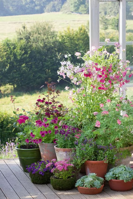 Καλοκαιρινές προτάσεις για τον Κήπο ή το Μπαλκόνι σας με Πετούνιες - Φωτογραφία 20